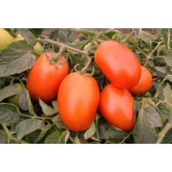 Pomidor Galilea  5000 N